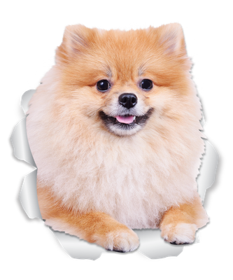 Puffy Pomeranian