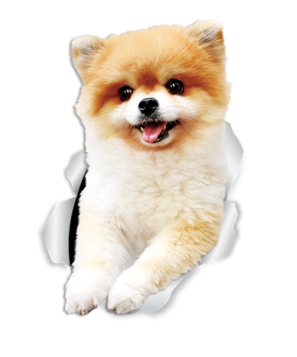 Funny Pomeranian
