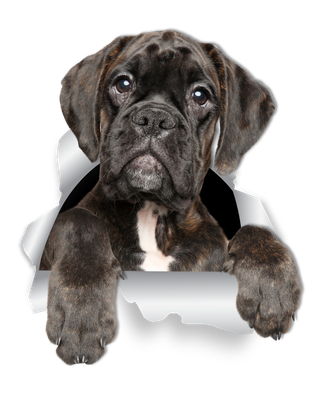 Adorable Boxer Dog
