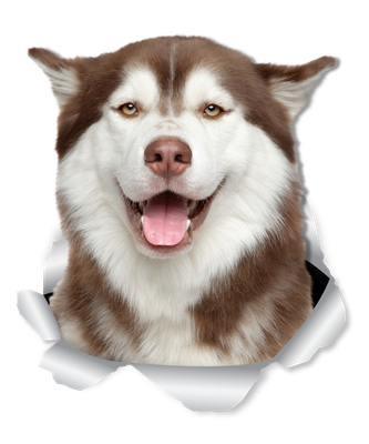 Happy Siberian Husky