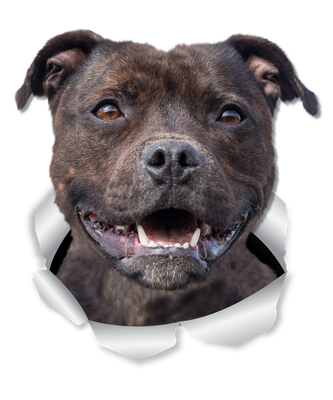 Happy Staffie