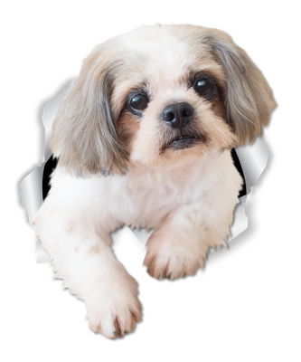 Curious Shih tzu