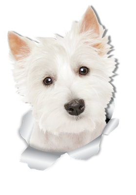 Cute Westie