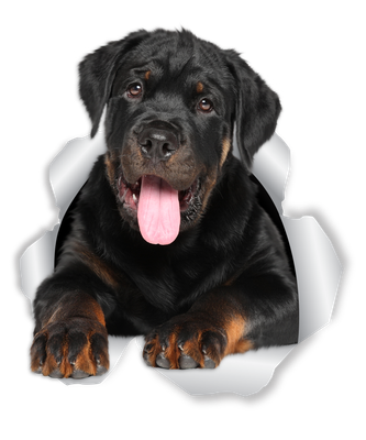 Friendly Rottweiler
