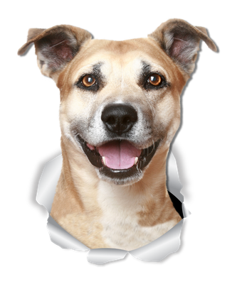 Smiling Staffie