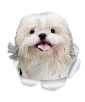 Bichon Frise Runs Free