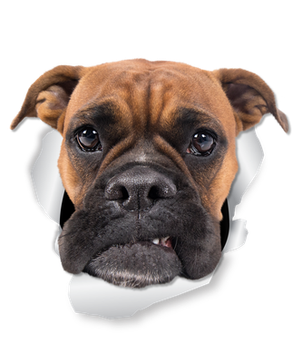 Grumpy Boxer