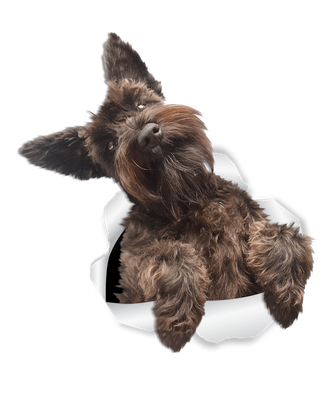 Cute Schnauzer