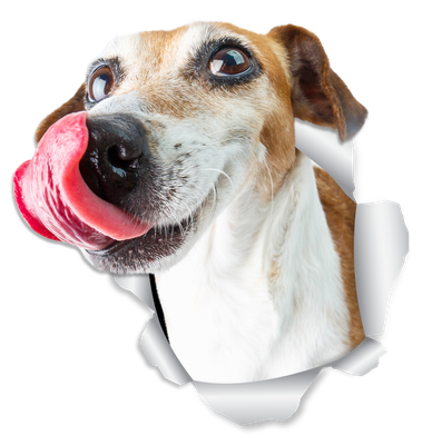 Hungry Jack Russell