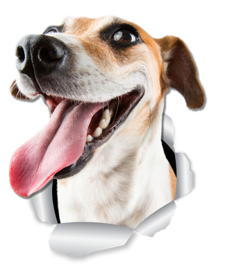 Happy Jack Russell