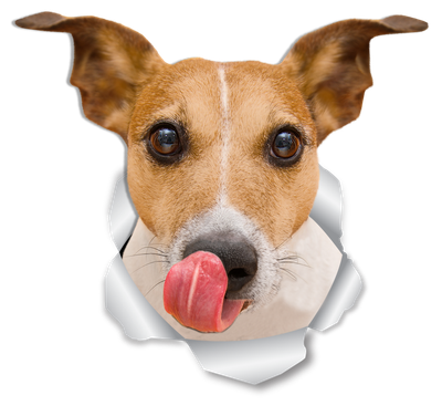 Thirsty Jack Russell