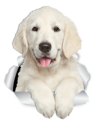 Gorgeous Golden Retriever