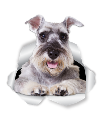 Super Schnauzer