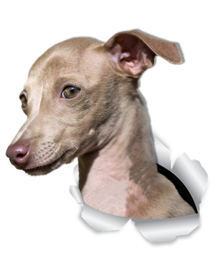Cute Greyhound