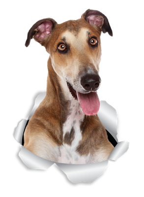 Happy Greyhound