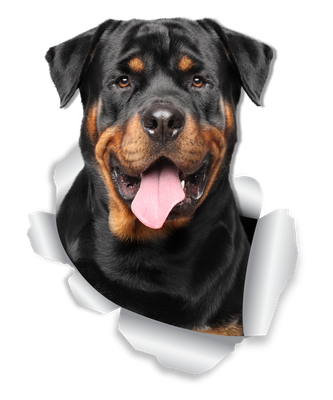 Smiling Rottweiler