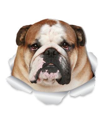 Funny Bulldog
