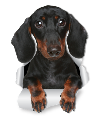 Cute Dachshund