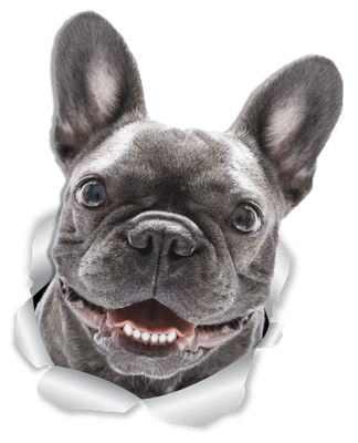Smiling Frenchie