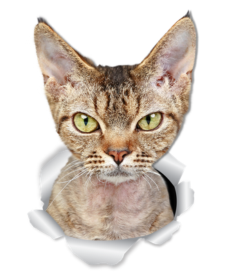 Grumpy Rex Cat
