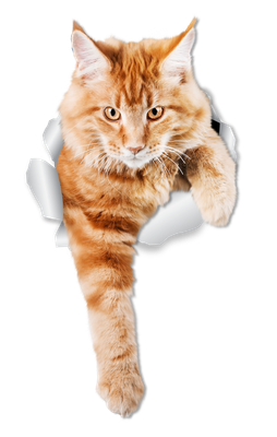 Climbing Ginger