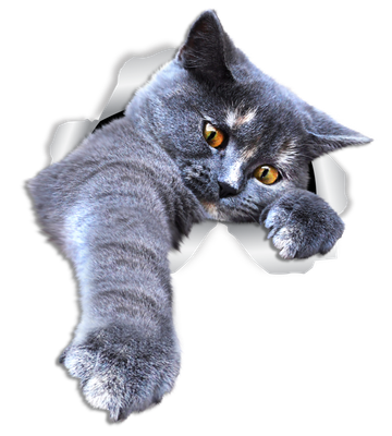 Playing Grey Cat