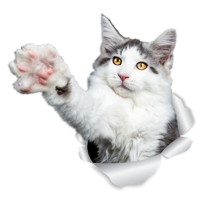 Reaching Maine Coon Cat