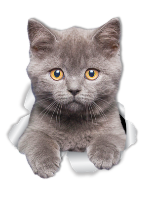 Grey Kitten