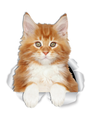 Cute Ginger Main Coon Kitty
