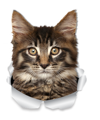 Cheeky Maine coon