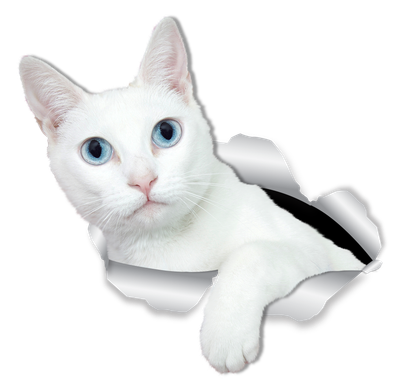 White Kitty