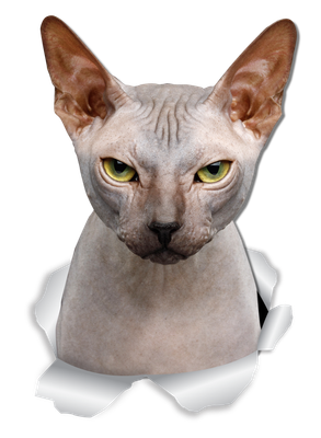 Grumpy Sphynx Cat